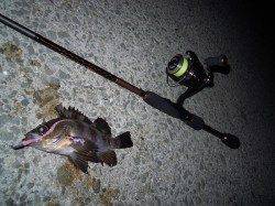 和歌山市の青岸でのメバリングの釣果☆