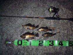 和歌山市の青岸でのメバリングの釣果☆