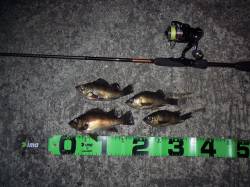 和歌山市の青岸でのメバリングの釣果☆