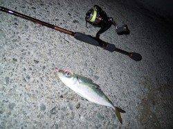 青岸へｱｼﾞﾝｸﾞ釣行、20㎝オーバー釣れました☆