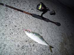 青岸へｱｼﾞﾝｸﾞ釣行、20㎝オーバー釣れ…