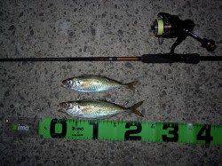 青岸へｱｼﾞﾝｸﾞ釣行、20㎝オーバー釣れました☆