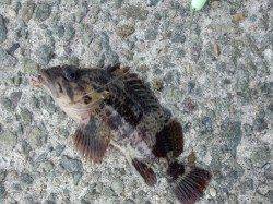 垂水漁港 投げ釣りでガシラゲット