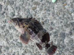 垂水漁港　テトラの穴釣りでガシラ釣れました…