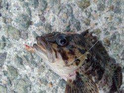 垂水漁港 投げ釣りでガシラゲット