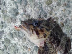 垂水漁港 投げ釣りでガシラゲット