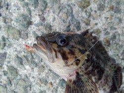 垂水漁港　テトラの穴釣りでガシラ釣れました