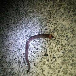 垂水漁港 投げ釣りで初アナゴ☆