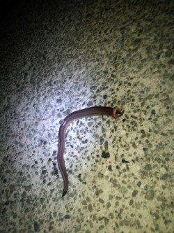 垂水漁港 投げ釣りで初アナゴ☆