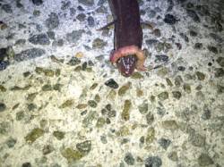 垂水漁港 投げ釣りで初アナゴ☆