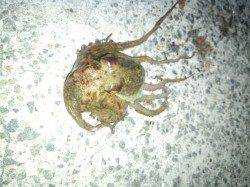 垂水漁港で投げ釣り、釣れたのは・・・。