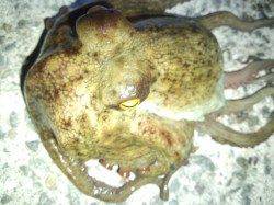 垂水漁港で投げ釣り、釣れたのは・・・。