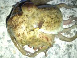 垂水漁港で投げ釣り、釣れたのは・・・。