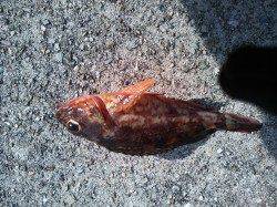 垂水漁港でガシリング！テトラの穴でキマシタ！