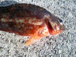 垂水漁港でガシリング！テトラの穴でキマシタ！