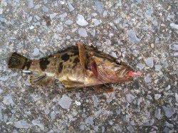 ダウンショットでタケノコメバルin大阪南港