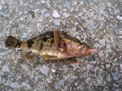 ダウンショットでタケノコメバルin大阪南港…