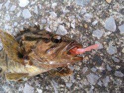 ダウンショットでタケノコメバルin大阪南港