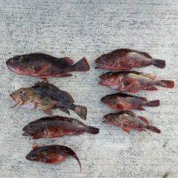 佐野周辺でガシラ穴釣り