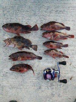 佐野周辺でガシラ穴釣り