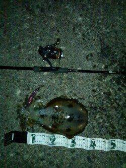 スラックジャークでヒット！ 串本港でエギング