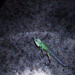 南芦屋浜で夕方からのワインド釣行♪