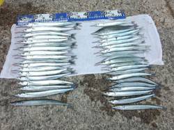 アジュール舞子 ウキ釣りでサヨリ快釣！