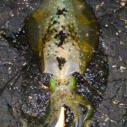 くろしお牧場周辺でナイトエギング、計6杯！