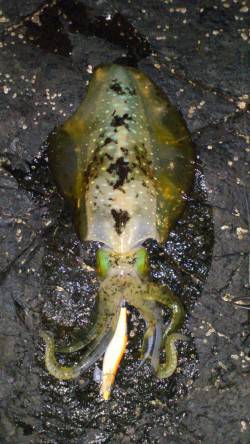 くろしお牧場周辺でナイトエギング、計6杯！…