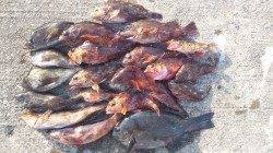 神戸垂水一文字の探り釣りで五目達成！