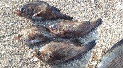 神戸垂水一文字の探り釣りで五目達成！