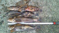 垂水一文字の探り釣りでポン級アイナメなど