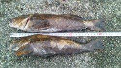 垂水一文字の探り釣りでポン級アイナメなど