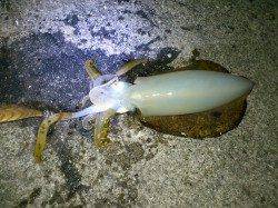 田並漁港 寒い中でもエギングでアオリイカGET!