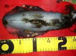 田並漁港 寒い中でもエギングでアオリイカGET!