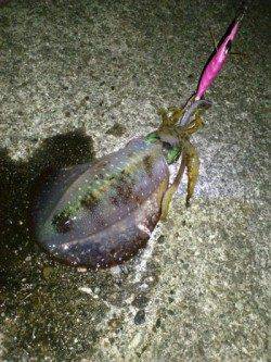 串本港 ナイトエギングでアオリイカ＆アカイカ