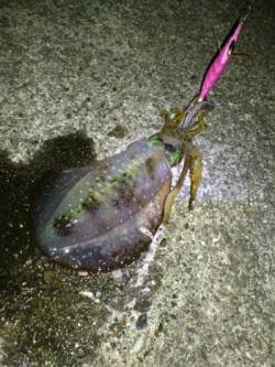 串本港 ナイトエギングでアオリイカ＆アカイ…