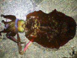 田並でエギング☆1320ｇのアオリイカが乗りました