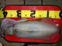 田並でエギング☆1320ｇのアオリイカが乗りました