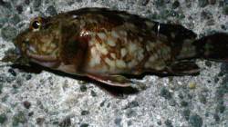 アジュール舞子 ウキ釣りでガシラ5匹☆