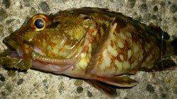 アジュール舞子 ウキ釣りでガシラ5匹☆