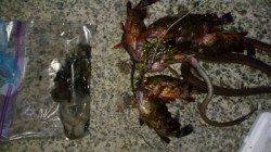 アジュール舞子 投げ釣りでアナゴ＆ガシラ＆タコ☆