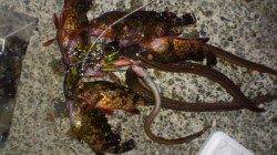 アジュール舞子 投げ釣りでアナゴ＆ガシラ＆タコ☆