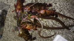 アジュール舞子 投げ釣りでアナゴ＆ガシラ＆…