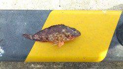 柴山港でのガシラ釣果