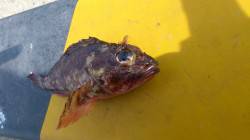 柴山港でのガシラ釣果