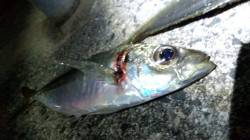 アジングでアジ20&22cm捕獲！…