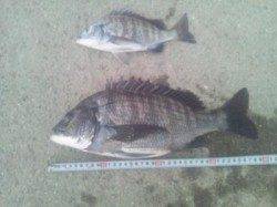 紀ノ川河口 ダンゴ釣りでチヌ40cm頭に2枚