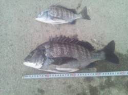 紀ノ川河口 ダンゴ釣りでチヌ40cm頭に2…