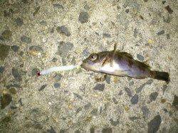 尾崎漁港メバリング、足元チョンチョンで3匹GET